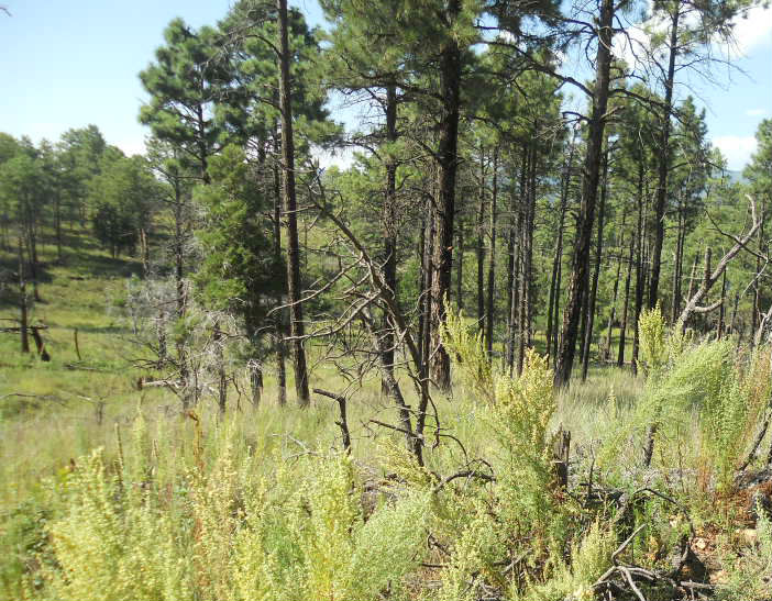 Ever Heard Of Timberon, NM? LandForSaleStore