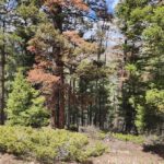 Sangre de Cristo Ranches Colorado Costilla county