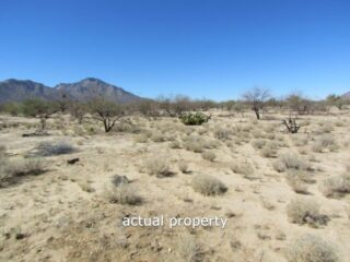 Tucson AZ